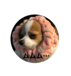 パピヨン  Nani（個別スタンプ：14）