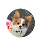 パピヨン  Nani（個別スタンプ：15）
