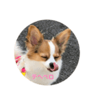 パピヨン  Nani（個別スタンプ：16）