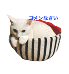 白猫しらす。（個別スタンプ：1）