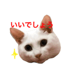 白猫しらす。（個別スタンプ：2）
