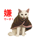 白猫しらす。（個別スタンプ：4）