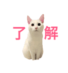白猫しらす。（個別スタンプ：5）
