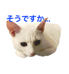 白猫しらす。（個別スタンプ：7）