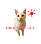 白猫しらす。（個別スタンプ：8）