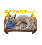 白猫しらす。（個別スタンプ：9）