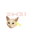 白猫しらす。（個別スタンプ：13）