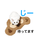 白猫しらす。（個別スタンプ：14）