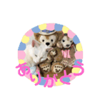 白猫しらす。（個別スタンプ：16）