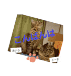 猫家族の日常スタンプ（個別スタンプ：9）