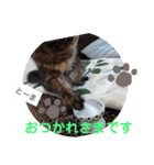 猫家族の日常スタンプ（個別スタンプ：10）