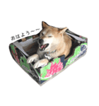 柴犬-りんちゃん（個別スタンプ：1）