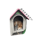 柴犬-りんちゃん（個別スタンプ：2）