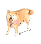 柴犬-りんちゃん（個別スタンプ：9）