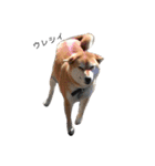 柴犬-りんちゃん（個別スタンプ：10）