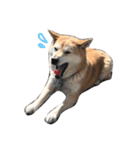 柴犬-りんちゃん（個別スタンプ：12）