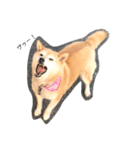 柴犬-りんちゃん（個別スタンプ：16）