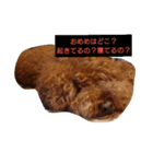 ぶさかわ プードル ジャックだよ（個別スタンプ：2）