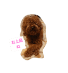 ぶさかわ プードル ジャックだよ（個別スタンプ：3）