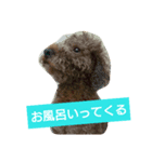ぶさかわ プードル ジャックだよ（個別スタンプ：5）