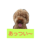ぶさかわ プードル ジャックだよ（個別スタンプ：6）