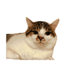 ブサ猫 ムギくん（個別スタンプ：1）