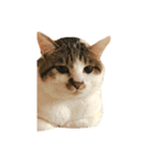 ブサ猫 ムギくん（個別スタンプ：2）