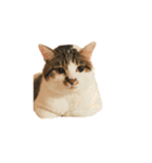 ブサ猫 ムギくん（個別スタンプ：3）