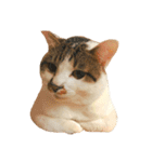ブサ猫 ムギくん（個別スタンプ：4）