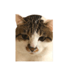 ブサ猫 ムギくん（個別スタンプ：6）