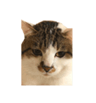ブサ猫 ムギくん（個別スタンプ：7）