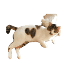 ブサ猫 ムギくん（個別スタンプ：9）