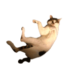 ブサ猫 ムギくん（個別スタンプ：12）