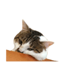 ブサ猫 ムギくん（個別スタンプ：15）