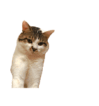 ブサ猫 ムギくん（個別スタンプ：17）