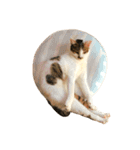 ブサ猫 ムギくん（個別スタンプ：20）
