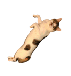ブサ猫 ムギくん（個別スタンプ：23）