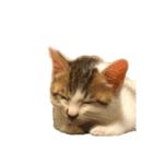 ブサ猫 ムギくん（個別スタンプ：27）