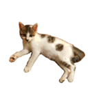 ブサ猫 ムギくん（個別スタンプ：29）
