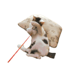 ブサ猫 ムギくん（個別スタンプ：30）