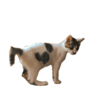 ブサ猫 ムギくん（個別スタンプ：31）