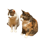 ブサ猫 ムギくん（個別スタンプ：33）