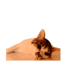 ブサ猫 ムギくん（個別スタンプ：37）