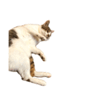 ブサ猫 ムギくん（個別スタンプ：38）