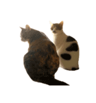 ブサ猫 ムギくん（個別スタンプ：39）