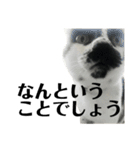 ネコの麻呂と王子（個別スタンプ：28）