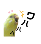 インコのサスケ君 其の三（個別スタンプ：1）