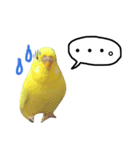 インコのサスケ君 其の三（個別スタンプ：2）