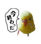 インコのサスケ君 其の三（個別スタンプ：3）