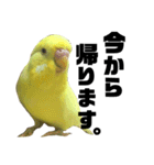 インコのサスケ君 其の三（個別スタンプ：4）